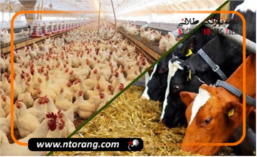 ظرفیت جهش تولید بخش دام و طیور ایلام با ۱۳۰۰ طرح تولیدی فراهم است